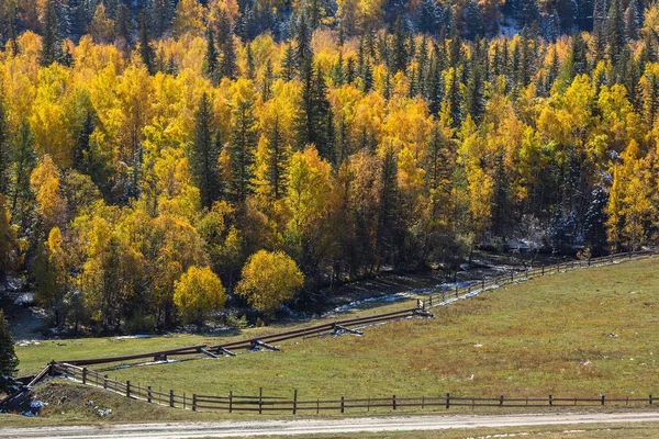 Bosque de otoño amarillo brillante — Foto de Stock