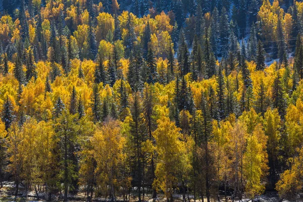 明亮的黄色秋天的树林 — 图库照片