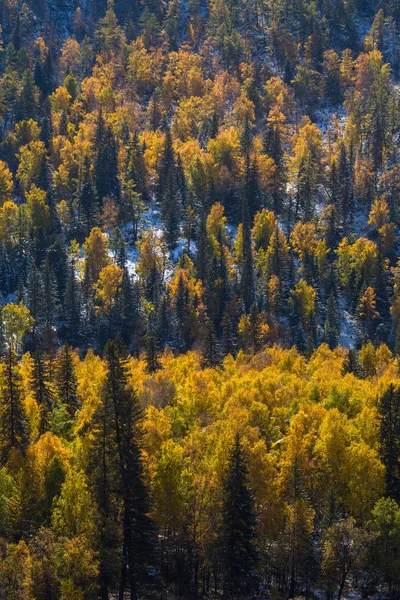 Forest in the Altai mountains — Stock Photo, Image