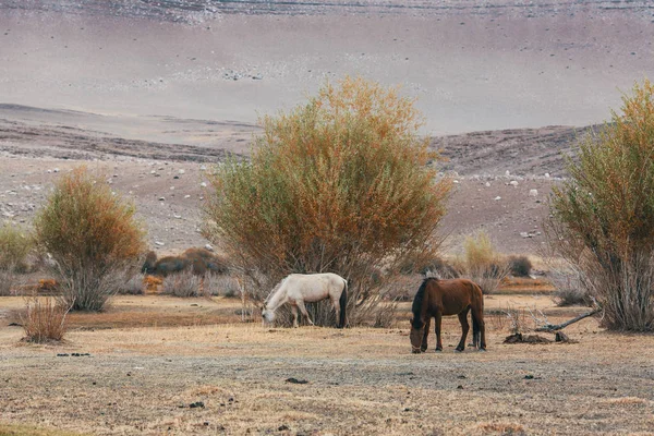 Paarden grazen in de steppen en uitlopers — Stockfoto