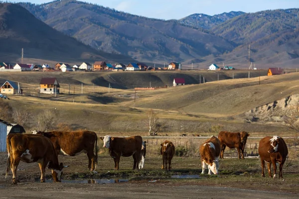 Wieś z krów w górach — Zdjęcie stockowe