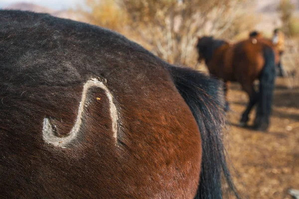 Rabadilla del caballo mongol —  Fotos de Stock