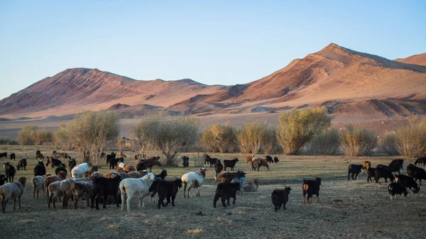 Flock of sheep and mountains — Stock Photo, Image