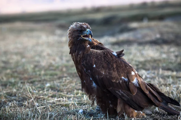Молодий Золотий орел — стокове фото