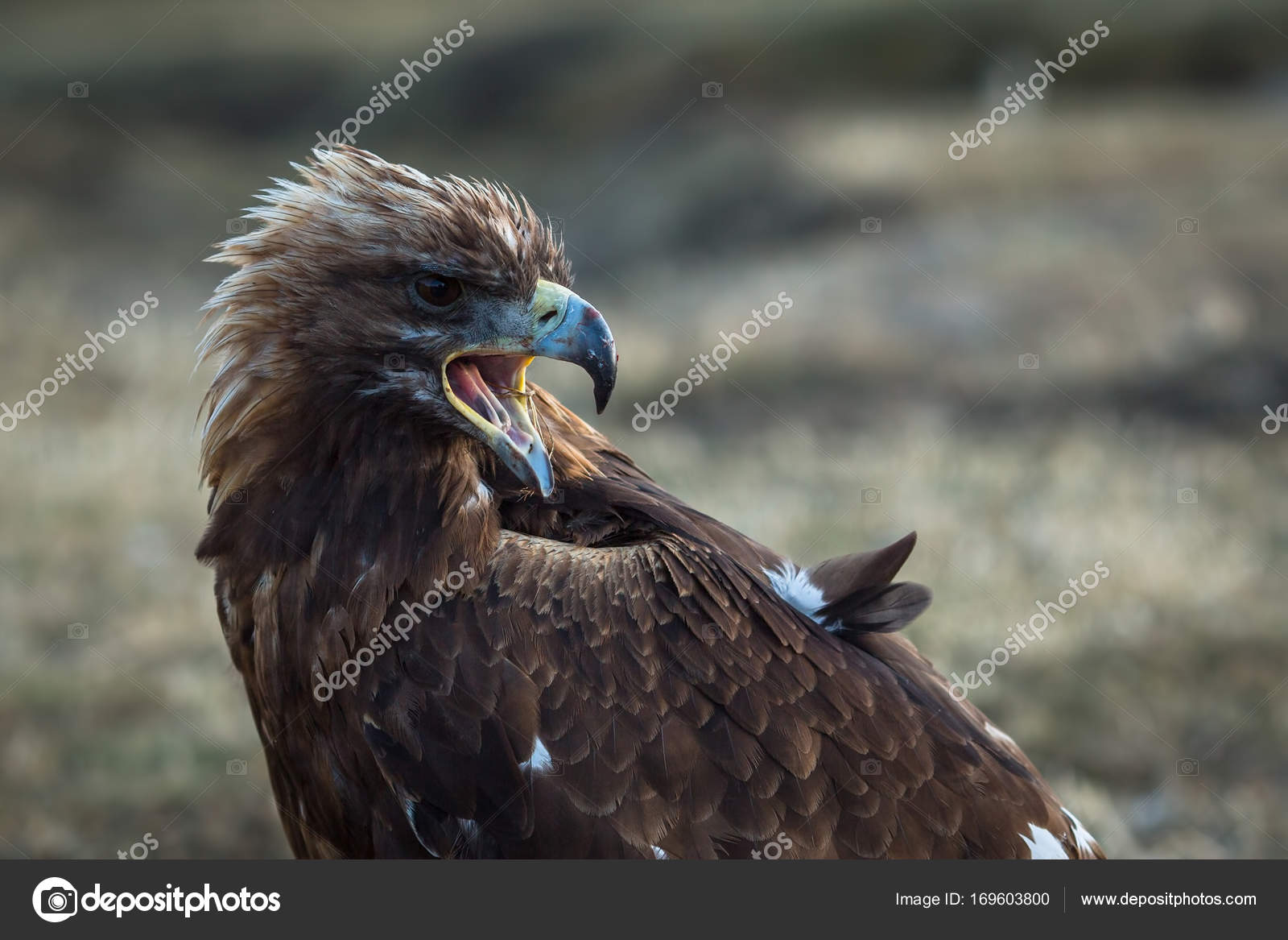 Young golden eagle Stock Photo by ©dimaberkut 169603800