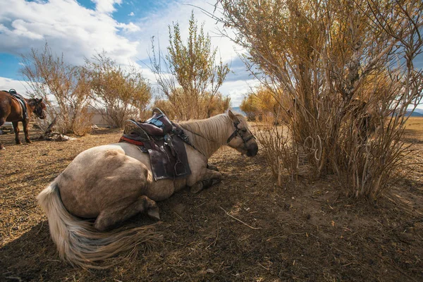 Mongoolse paarden zijn in de buurt van de Yurt — Stockfoto