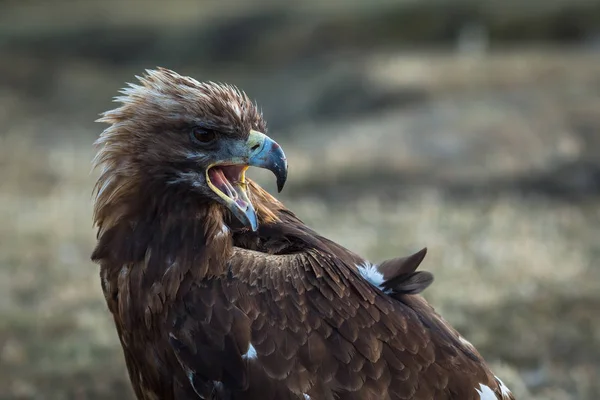 Águila real joven —  Fotos de Stock