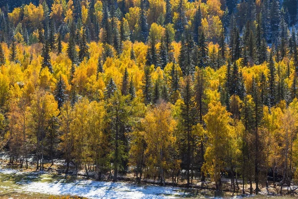 Skogen i Altajbergen — Stockfoto