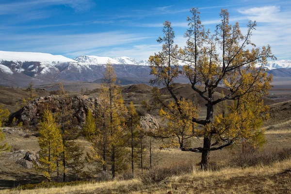 Autumn forest on  mountain North-Chuya — Stock Photo, Image