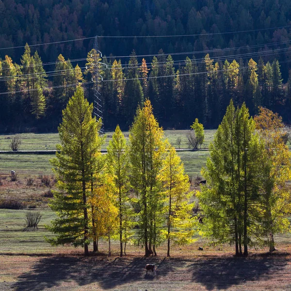 Altai Republic in autumn — Stock Image Altai Republic in autumn Stock Photo
