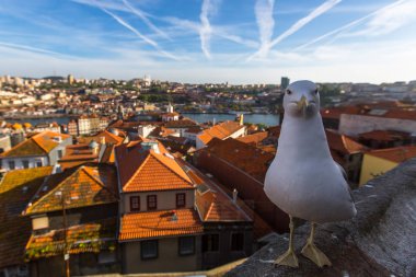 Porto arka plan üzerinde martı