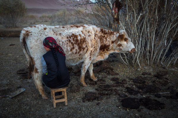 woman milking a cow