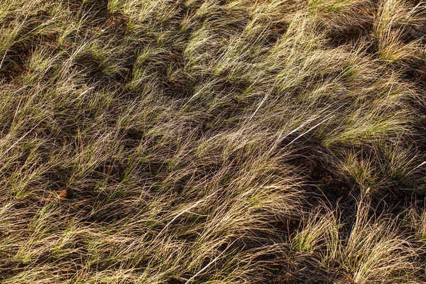 Steppe of yellow grass. — Stock Photo, Image