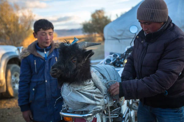 Kazaki locali caricati e legare capra — Foto Stock