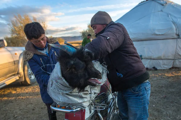 Local Kazakhs loaded and tie goat — Stock Photo, Image