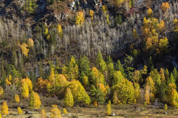 Skogen i Altajbergen — Stockfoto