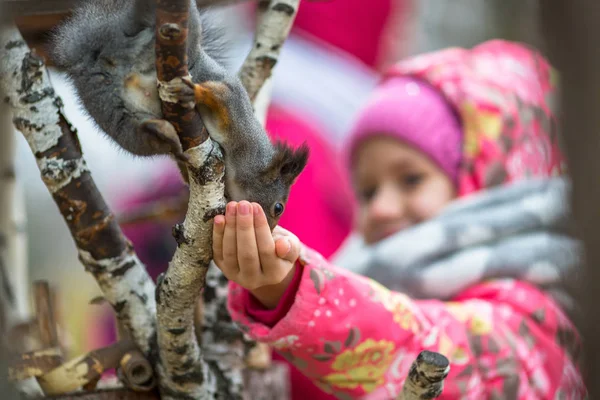 Meisje Met Hand Een Eekhoorn Voederen Het Park — Stockfoto