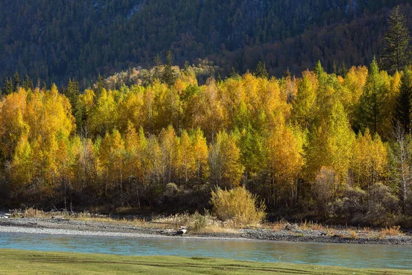 Katun floden och hösten skogen — Stockfoto