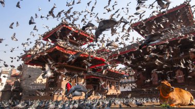 Katmandu, Nepal - Kasım, 2013 yaklaşık: Durbar kare - Kathmandu, turistler için çok popüler bir yerdir 3 Kraliyet şehirlerden biri üzerinde güvercin Flock.