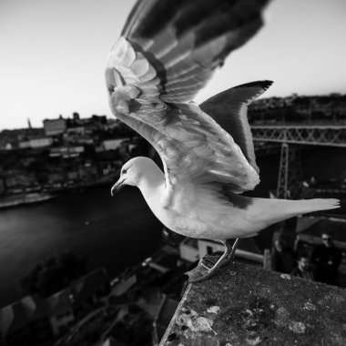 Porto, Portekiz eski şehrin arka plan üzerinde martı portre.