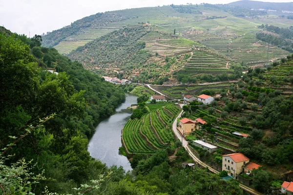 Vinice jsou na kopci v údolí řeky Douro — Stock fotografie