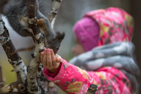 Dziewczyna karmienie wiewiórki — Zdjęcie stockowe