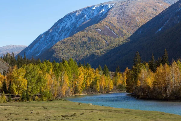 Río Chuya Bosque Otoño República Altai Rusia —  Fotos de Stock