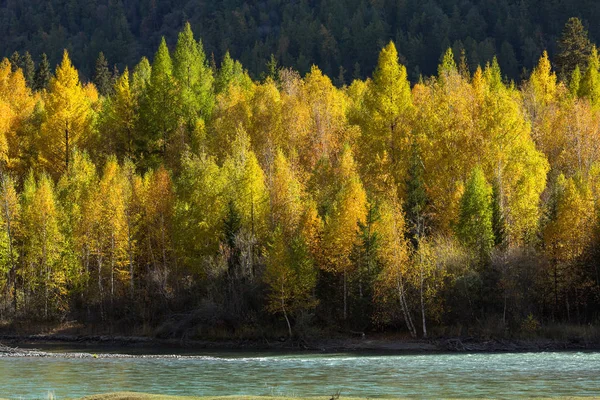 Chuya River Och Hösten Skogen Altai Republiken Ryssland — Stockfoto