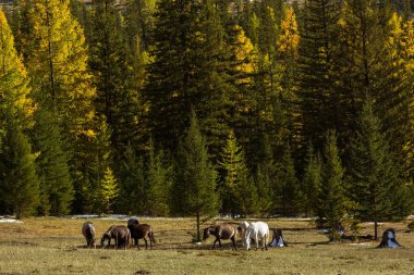 Bir orman kenarında sonbaharda otlayan atlar. Altay Cumhuriyeti, Rusya Federasyonu.