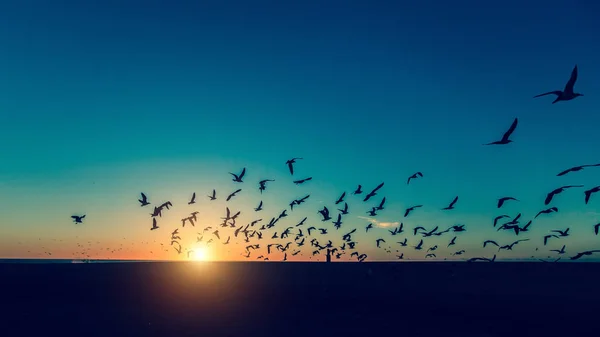 Silhouettes Seagulls Flocks Sea Beach Amazing Sunset — Stock Photo, Image