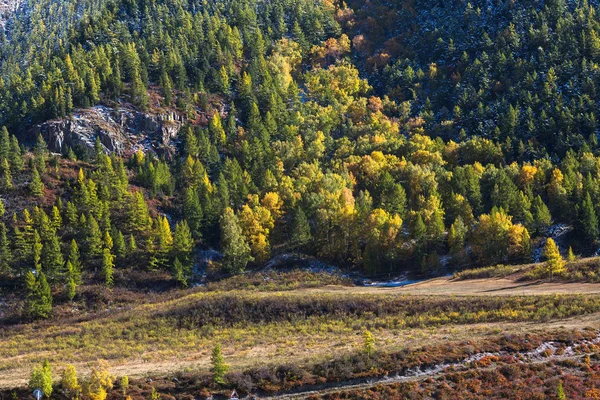 阿尔泰山脉的秋天森林 俄罗斯 — 图库照片