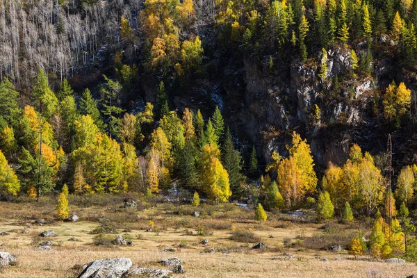在阿尔泰山山麓的秋天森林 俄罗斯 — 图库照片