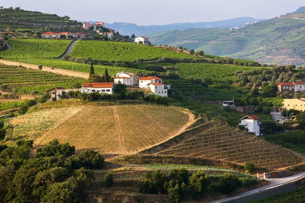 Údolí Řeky Douro Portugalsko Pohled Shora Vinic Jsou Kopce — Stock fotografie