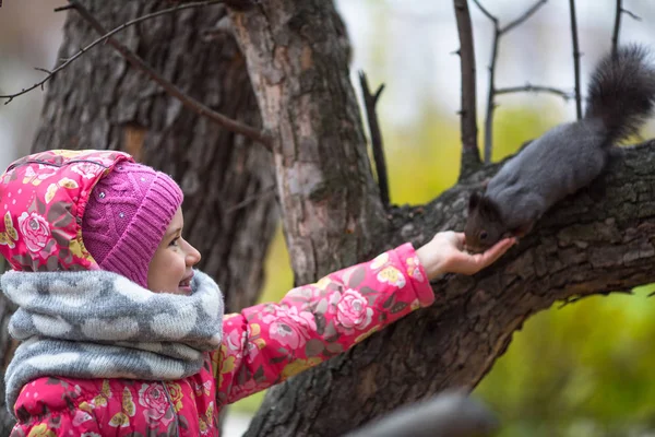 Kleines Mädchen Mit Der Hand Füttert Ein Eichhörnchen Park — Stockfoto