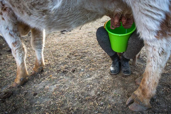 Kadın Açık Bir Inek Sağım — Stok fotoğraf