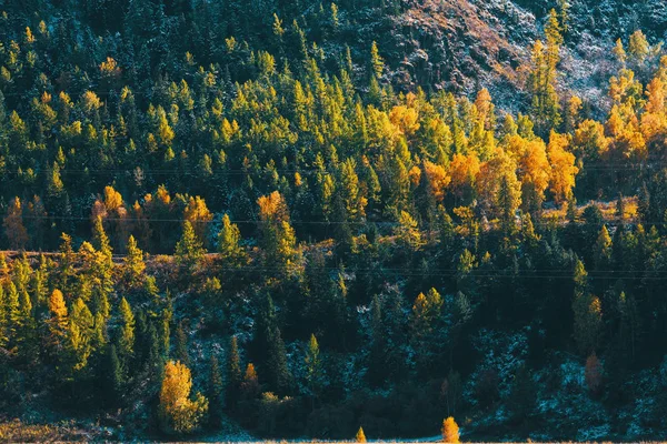 ロシア シベリアのアルタイ山脈の秋の森 — ストック写真