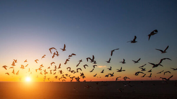 Silhouettes of flocks of gulls on the ocean beach during the amazing sunset
