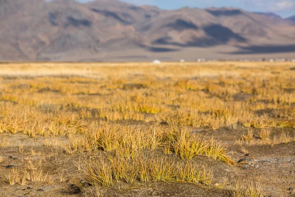 Złoty Żółty Trawy Mongolskich Stepów Zachodniej Mongolii — Zdjęcie stockowe