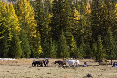 Bir orman sonbaharda otlatma atlar. Altay Cumhuriyeti, Rusya Federasyonu.