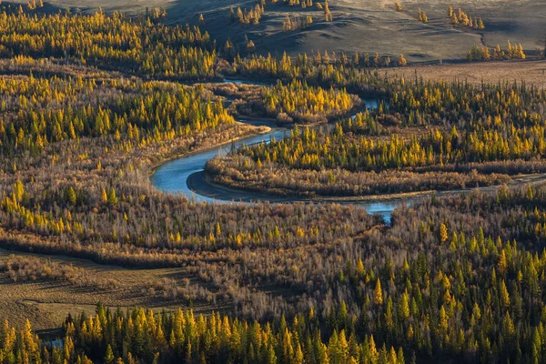 Podzimní Zářivě Žluté Les Pohoří Altaj Rusko — Stock fotografie