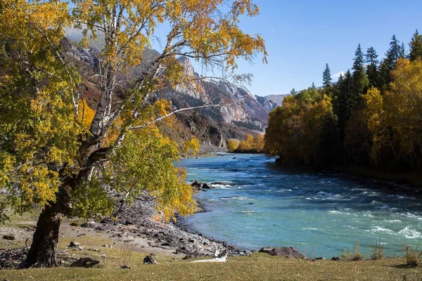 Rio Katun Outono Nas Montanhas Altai Rússia — Fotografia de Stock