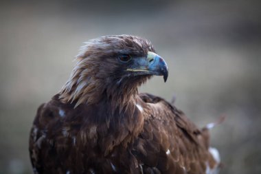 Moğol altın kartal baş, yakın çekim.