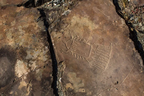 Petroglifos Trato Kalbak Tash Distrito Onguday República Altai Rússia — Fotografia de Stock