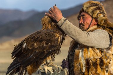 Sagsay, Moğolistan - 28 Eylül 2017: Altın Kartal Hunter geldi av kuştan aldı, onu okşadı, onu bir parça et, içinde çöl Dağ Batı Moğolistan verdi.