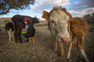 BAYAN-OLGII, MONGOLIA - SEP 27, 2017: Local Kazakh a woman milking a cow outdoor. In Bayan-Olgii Province is populated mainly by Kazakhs (88,7%)