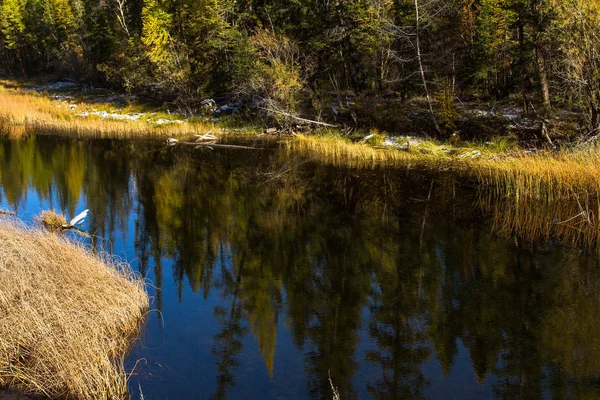 Reflexão Florestal Água Rio Katun Nas Montanhas Altai Rússia — Fotografia de Stock