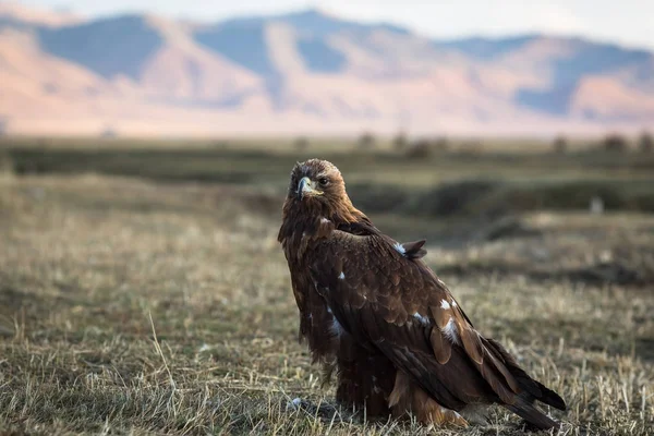Golden eagle sits on land in the Mongolian steppe.