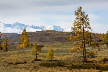 Görünümü eteklerinde sonbahar orman ve dağ Kuzey-Chuya ridge, Altay Cumhuriyeti, Rusya'nın bir arka plan üzerinde.