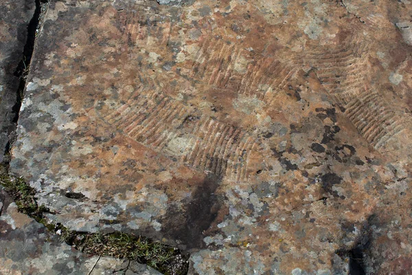 Hällristningar Gamla Klippmålningar Altai Bergen Ryssland — Stockfoto