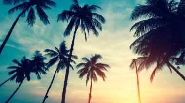 Muhteşem tropik gün batımı sırasında alt görünümünden ağaçlar siluetleri palmiye.